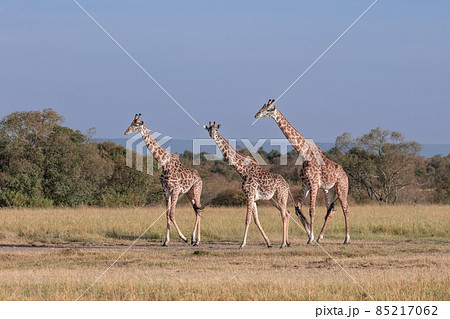 Journey of Giraffes Journey of Giraffes 85217062