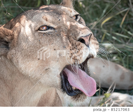 Lions of Maasai Mara Lions of Maasai Mara 85217063