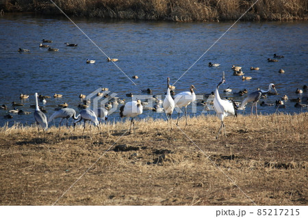 水鳥 野鳥 屋外 85217215