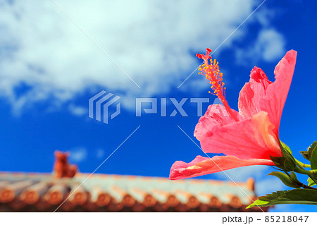 めんそーれ沖縄　青い空と赤いハイビスカスとシーサー 85218047