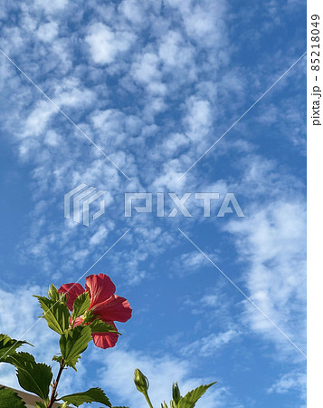 沖縄のイメージ　青い空と赤いハイビスカス 85218049