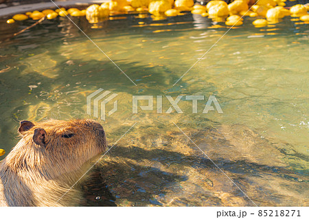 冬ののんほいパーク、カピバラのお風呂〈愛知県豊橋市〉 85218271