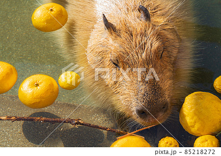 冬ののんほいパーク、カピバラのお風呂〈愛知県豊橋市〉 85218272