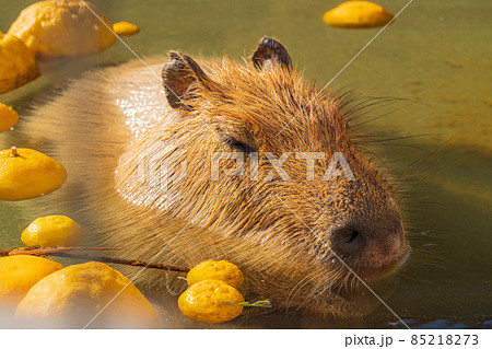 冬ののんほいパーク、カピバラのお風呂〈愛知県豊橋市〉 85218273