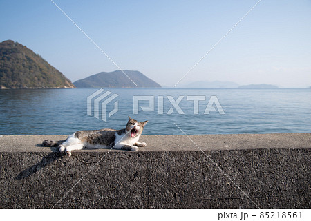 堤防でくつろぐ猫 キジトラ白 堤防でくつろぐ猫 キジトラ白 85218561