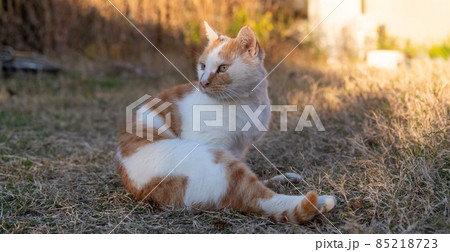 見つめる猫 茶白猫 見つめる猫 茶白猫 85218723