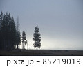 メディスンレークの朝靄に写る木 85219019