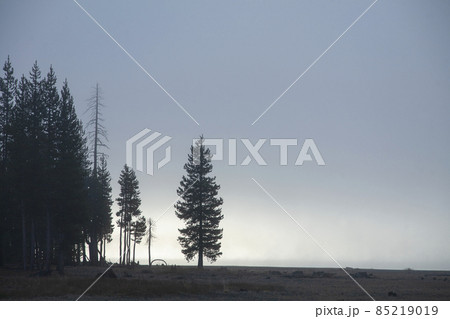 メディスンレークの朝靄に写る木 85219019