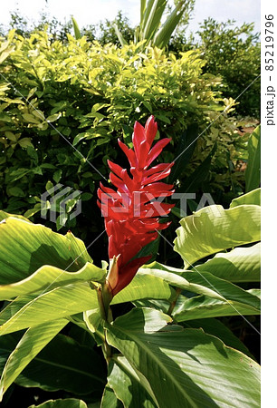 沖縄県宮古島 鮮やかなレッドジンジャーの花の写真素材