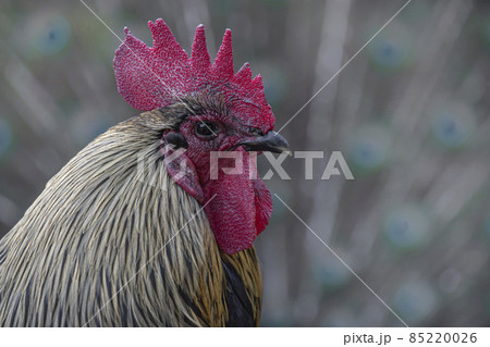 孔雀の羽根とコラボする鶏 85220026