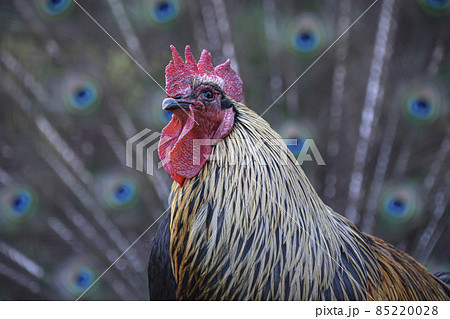 孔雀の羽根とコラボする鶏 85220028