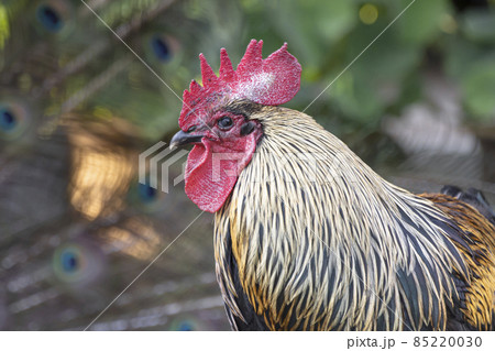 孔雀の羽根とコラボする鶏 85220030