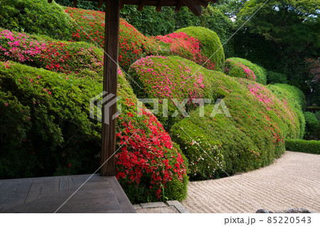 【瀬戸内三十三観音霊場】第十三番 頼久寺方丈の縁側とサツキの花咲く青海波 岡山県高梁市 【瀬戸内三十三観音霊場】第十三番 頼久寺方丈の縁側とサツキの花咲く青海波 岡山県高梁市 85220543