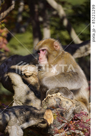 紅葉のなかのニホンザル 85221299