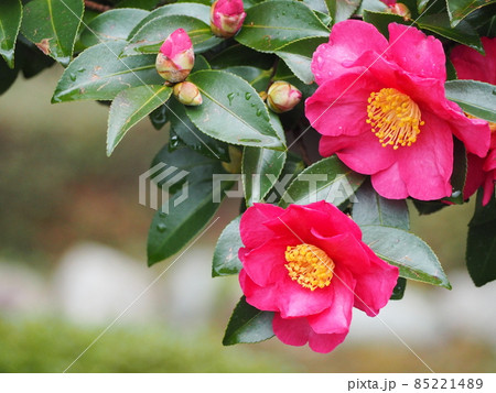 山茶花の花 山茶花の花 85221489