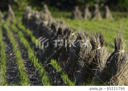 藁の三角帽子 85221790