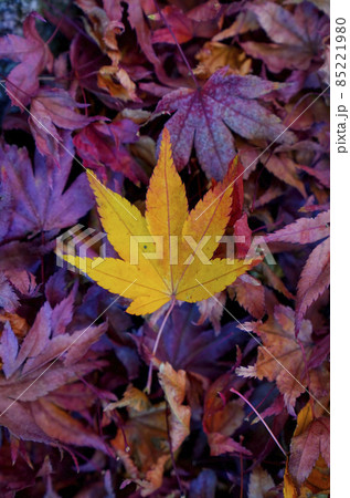 散紅葉 散紅葉 85221980