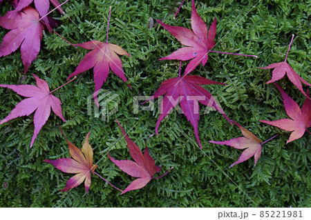 散紅葉 散紅葉 85221981
