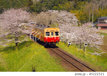 桜と菜の花と小湊鉄道 桜と菜の花と小湊鉄道 85222521