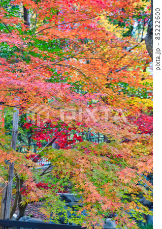 吉田神社の美しい紅葉(京都市左京区) 吉田神社の美しい紅葉(京都市左京区) 85222600