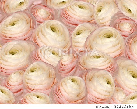 Floral  background. A bouquet of  roses  flowers.  Close-up.  Flower composition. Nature. 85223367