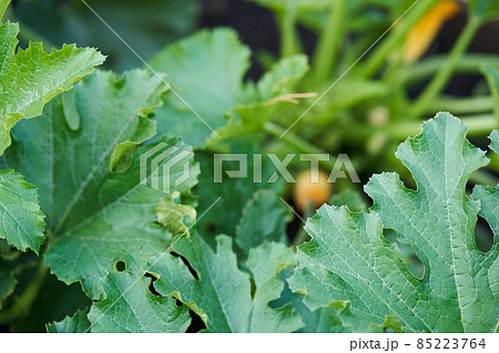 A large green leaf of zucchini in the greenhouse. A leaf that grows on a zucchini bush in a greenhouse. High quality photo 85223764
