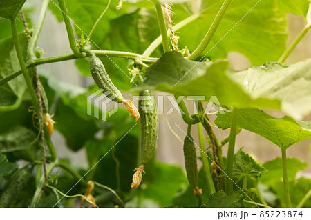 Young plants, flowering cucumbers in the sun, close-up on a background of green leaves. Young cucumbers on a branch in the greenhouse. High quality photo Young plants, flowering cucumbers in the sun, close-up on a background of green leaves. Young cucumbers on a branch in the greenhouse. High quality photo 85223874
