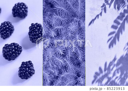 Collage. Plants with purple berries, The shadow of plants on the wall. The color of 2022 is purple. High quality photo Collage. Plants with purple berries, The shadow of plants on the wall. The color of 2022 is purple. High quality photo 85223913