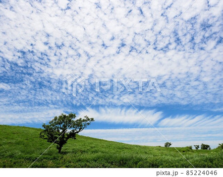 熊本県阿蘇　新緑の草原と青空　 85224046