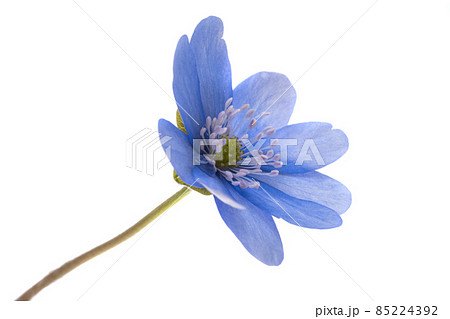 spring blue nobilis flower isolated spring blue nobilis flower isolated 85224392