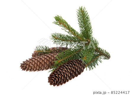spruce branch with cones isolated 85224417