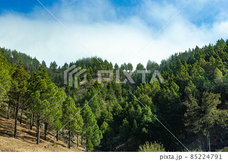 View from the slope to large pine trees and blue sky with large clouds in Tenerife 85224791