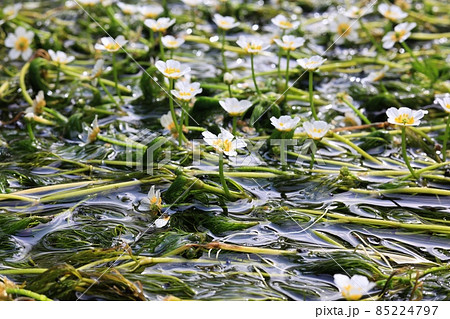 滋賀県米原市醒井宿の綺麗な梅花藻の写真素材