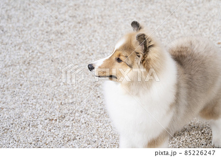 お座りしたシェトランドシープドッグの子犬のバストアップ お座りしたシェトランドシープドッグの子犬のバストアップ 85226247