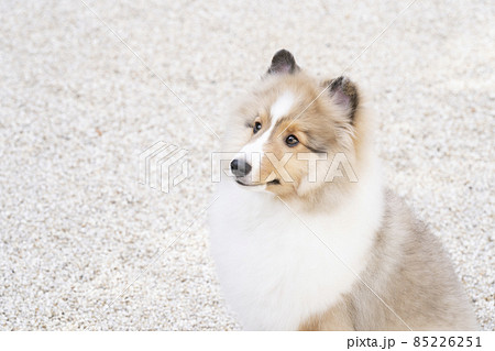お座りしたシェトランドシープドッグの子犬のバストアップ 85226251