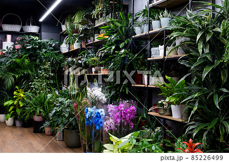 showcase of a florist shop selling flower plants 85226499