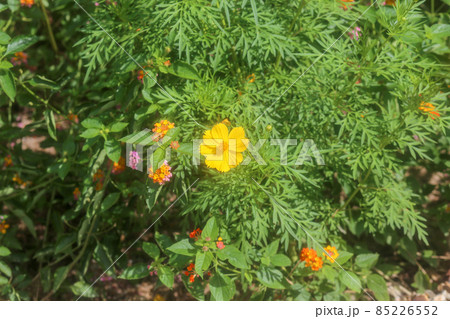 Closeup of yellow cosmos flowers in the garden 85226552