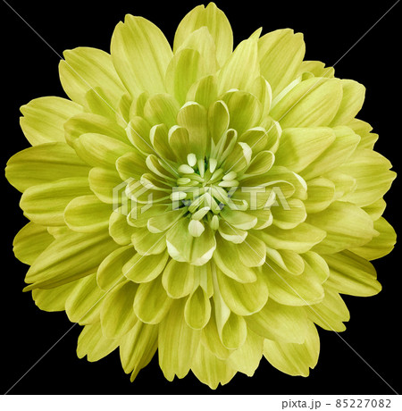 flower yellow chrysanthemum . Flower isolated on the black background. No shadows with clipping path. Close-up. Nature. 85227082