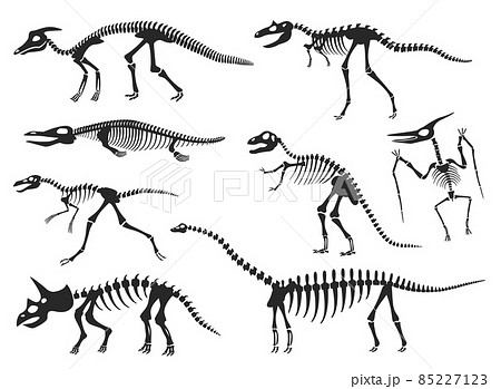 Dinosaurs Skeleton Silhouette Diplodocus のイラスト素材