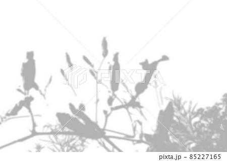 Summer background from the shadow of a sprig of field grass on a white wall. White and black for photo or mockup 85227165