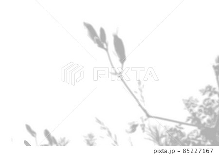 Summer background from the shadow of a sprig of field grass on a white wall. White and black for photo or mockup 85227167