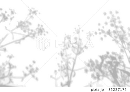 Summer background from the shadow of a sprig of field grass on a white wall. White and black for photo or mockup 85227175