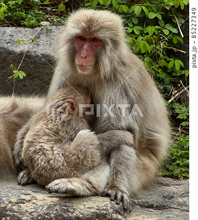 The Snow Monkeys of Jigokudani,Yamanouchi, Nagano 85227349