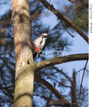 Great spotted woodpecker on a looking for food on a tree Great spotted woodpecker on a looking for food on a tree 85227621