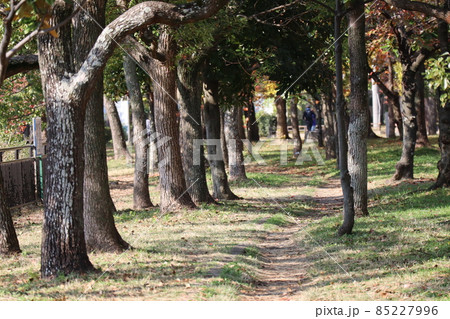 樹々の森と枯葉や枯草や緑の草の地面の中の土の道のある先にランニングをする人の後ろ姿が見える公園の風景 85227996