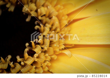 Macro of the center of an yellow Gerbera Daisy 85228014