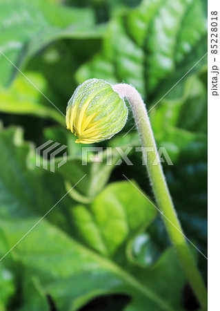 Vertical view of a gerbera bud with yellow petals 85228018