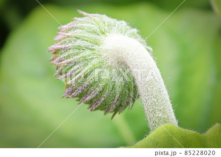 Macro of the back view of the hairy gerbera bud 85228020