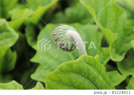 Back view of the hairy gerbera bud 85228021
