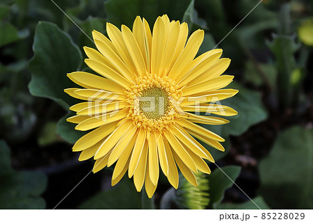 Closeup of a yellow gerbera daisy in bloom 85228029